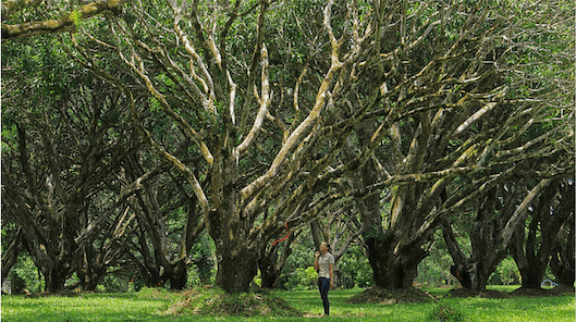 Trees and a mango tree in the background